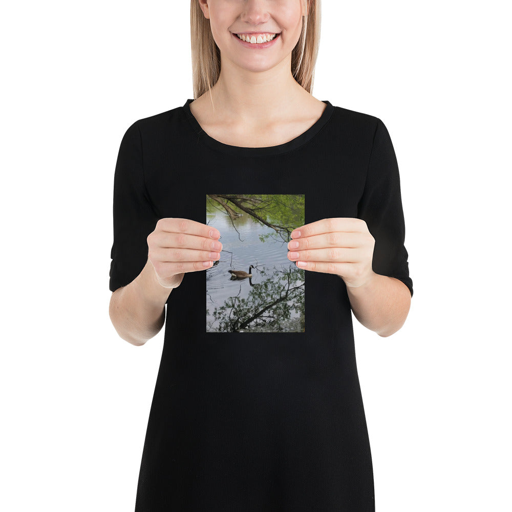 Canada Goose Reflection Poster