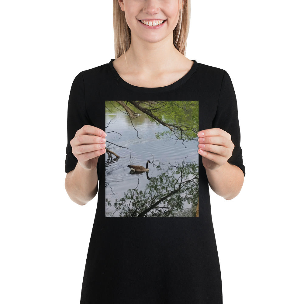Canada Goose Reflection Poster
